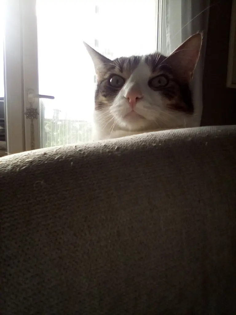 Condolence image of Beate und Arne mit Elvis im Herzen ❤