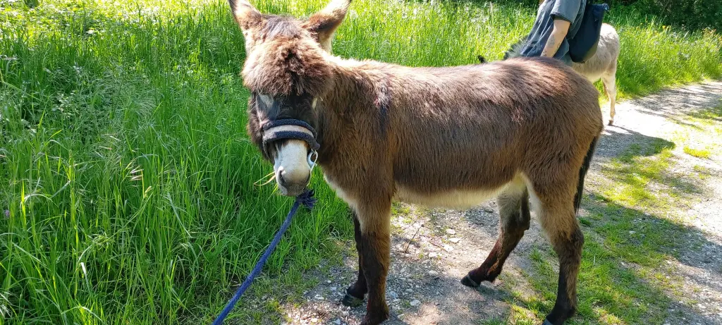 Condolence image of Wir grüßen euch