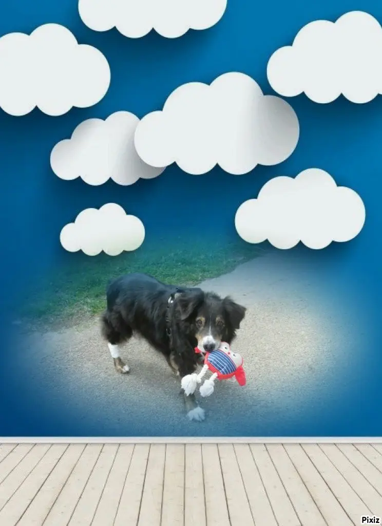 Condolence image of Tanja mit Timmy im Herzen 