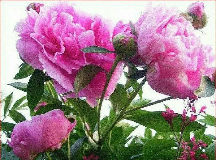 Condolence image of Martina mit Seelenhund Samy ♥️⭐♥️ für immer im Herzen 