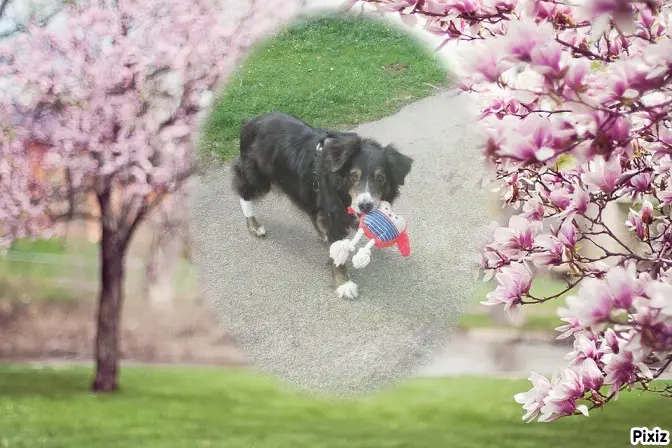 Condolence image of Tanja mit Timmy im Herzen 