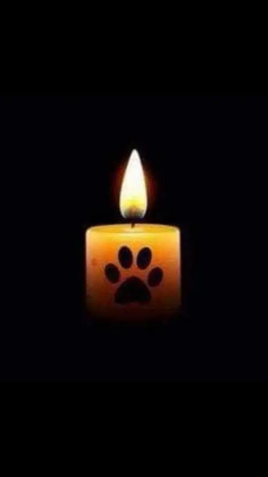 Condolence image of Für den lieben Artax ♥️⭐♥️