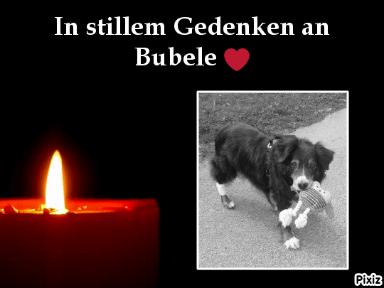 Condolence image of Tanja mit Timmy im Herzen 