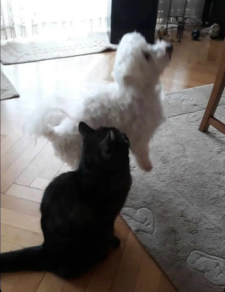 Condolence image of 24 Monate Sehnsucht ♥️