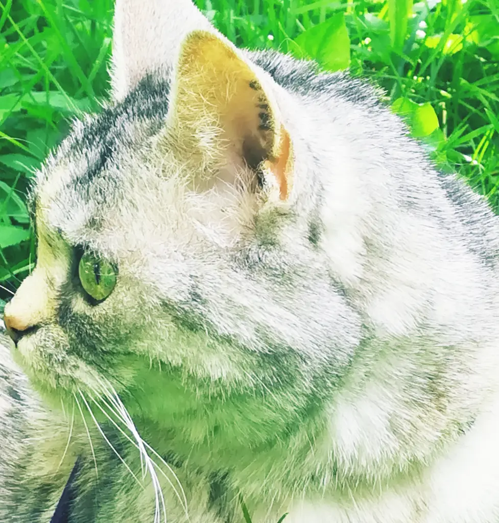 Condolence image of Aus dem Regenbogenland ♥️