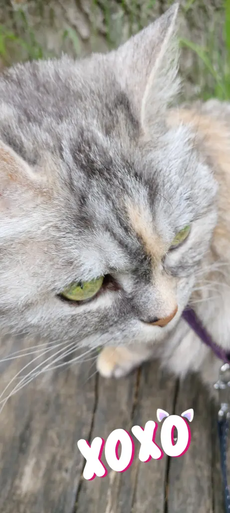 Condolence image of Silke mit Mia im Herzen 