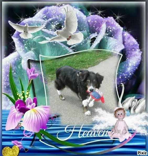 Condolence image of Tanja mit Timmy im Herzen 