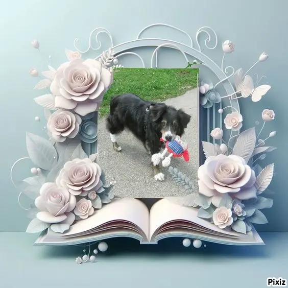 Condolence image of Tanja mit Timmy im Herzen 