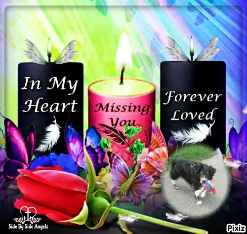 Condolence image of Tanja mit Timmy im Herzen 