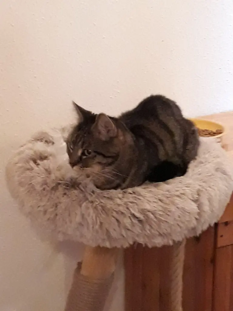 Condolence image of Silke mit Cassy, Joyce und Emma ganz tief im Herzen❤️