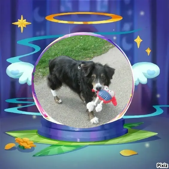 Condolence image of Tanja mit Timmy im Herzen 