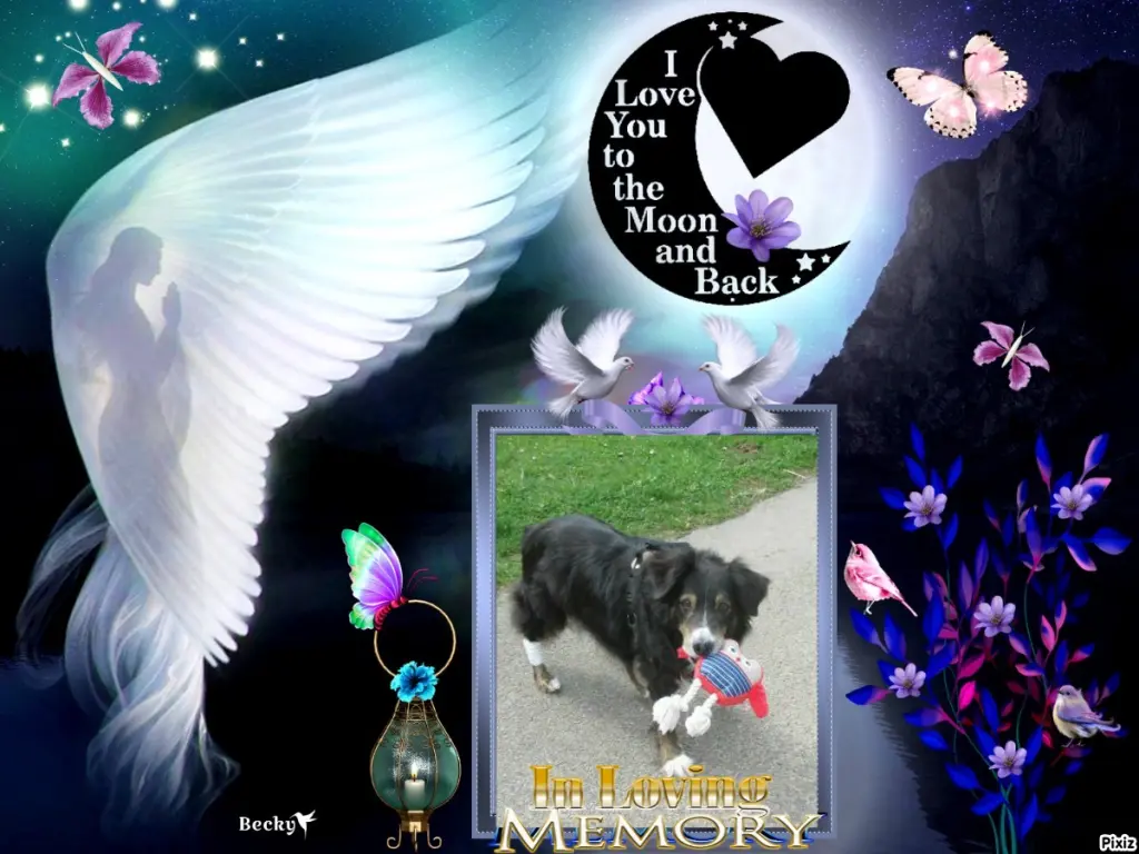 Condolence image of Tanja mit Timmy im Herzen 