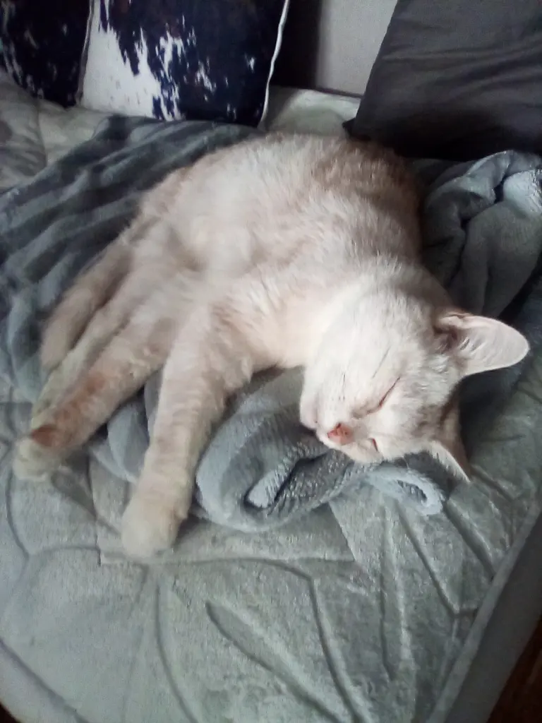 Condolence image of Beate mit Elvis im Herzen ❤