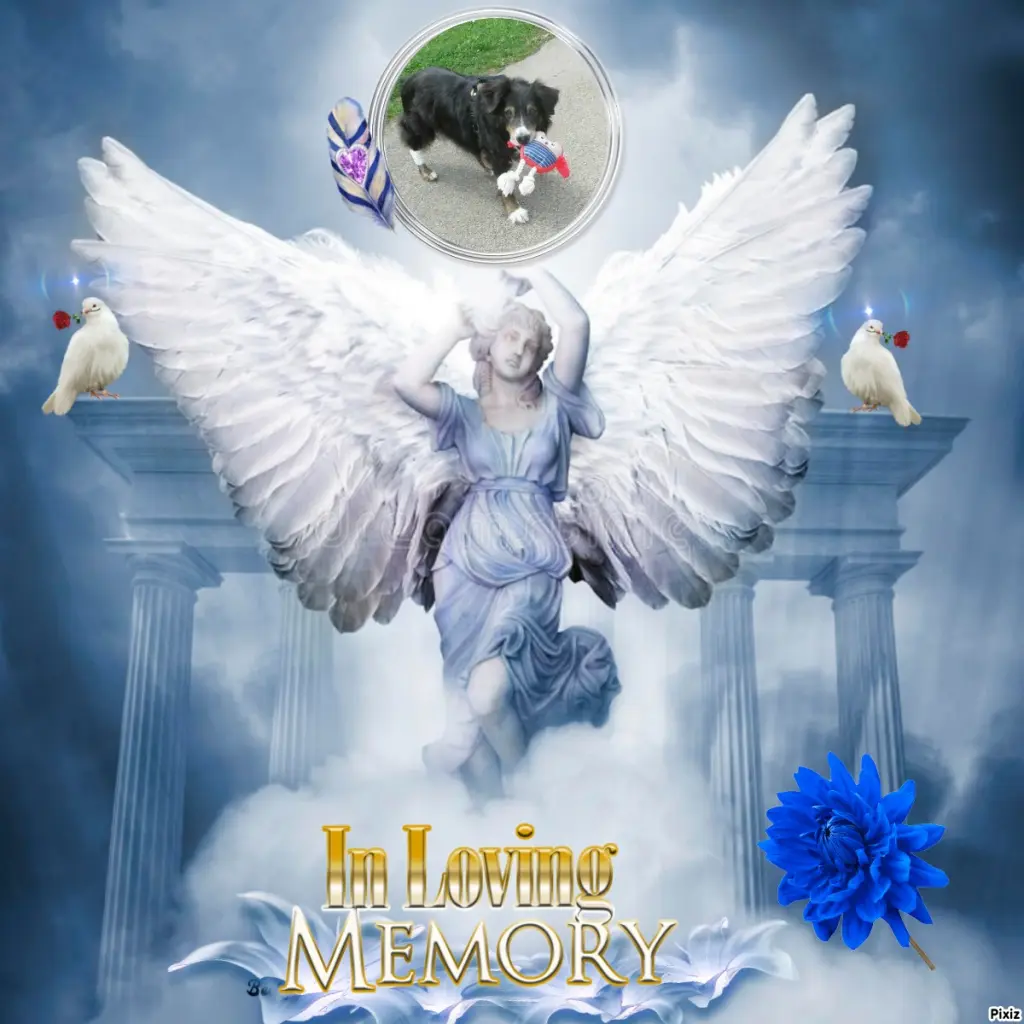 Condolence image of Tanja mit Timmy im Herzen