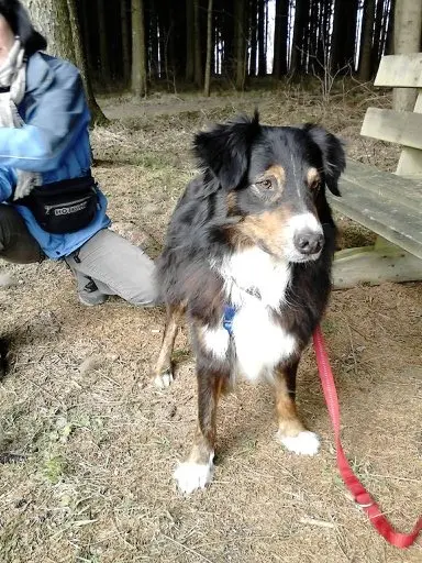 Condolence image of Fraule in Liebe