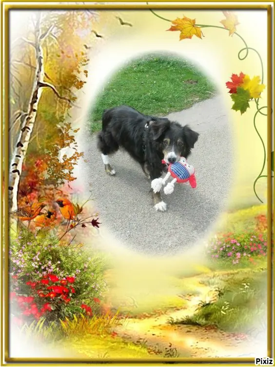 Condolence image of Tanja mit Timmy im Herzen 