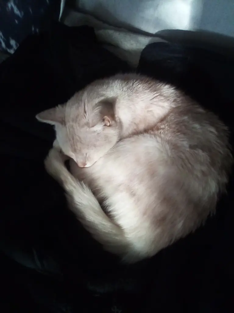 Condolence image of Beate mit Elvis im Herzen ❤