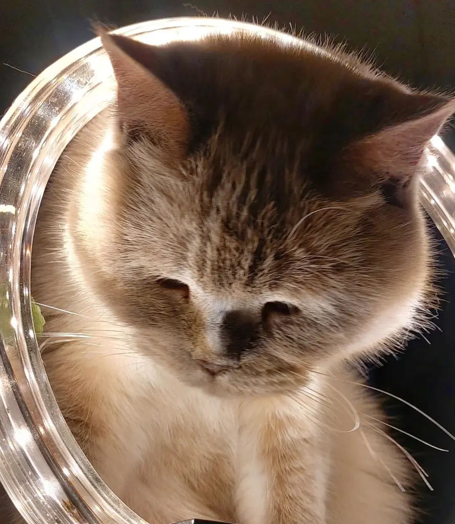 Condolence image of Geh voraus....wir sehen uns wieder 