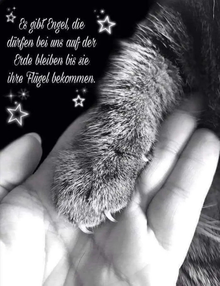 Condolence image of Kuschel dich fein ein...