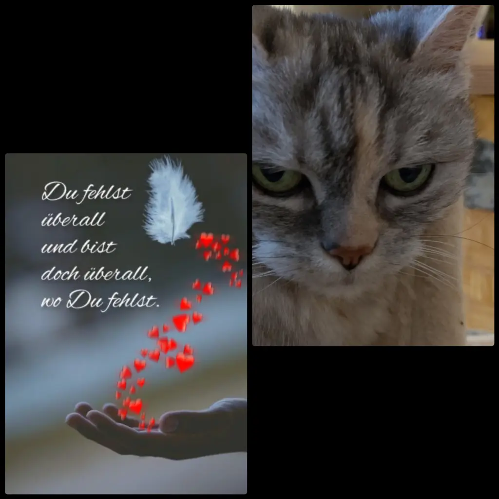 Condolence image of Liebes Bubele...