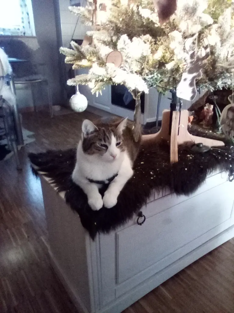 Condolence image of Beate mit Elvis im Herzen ❤