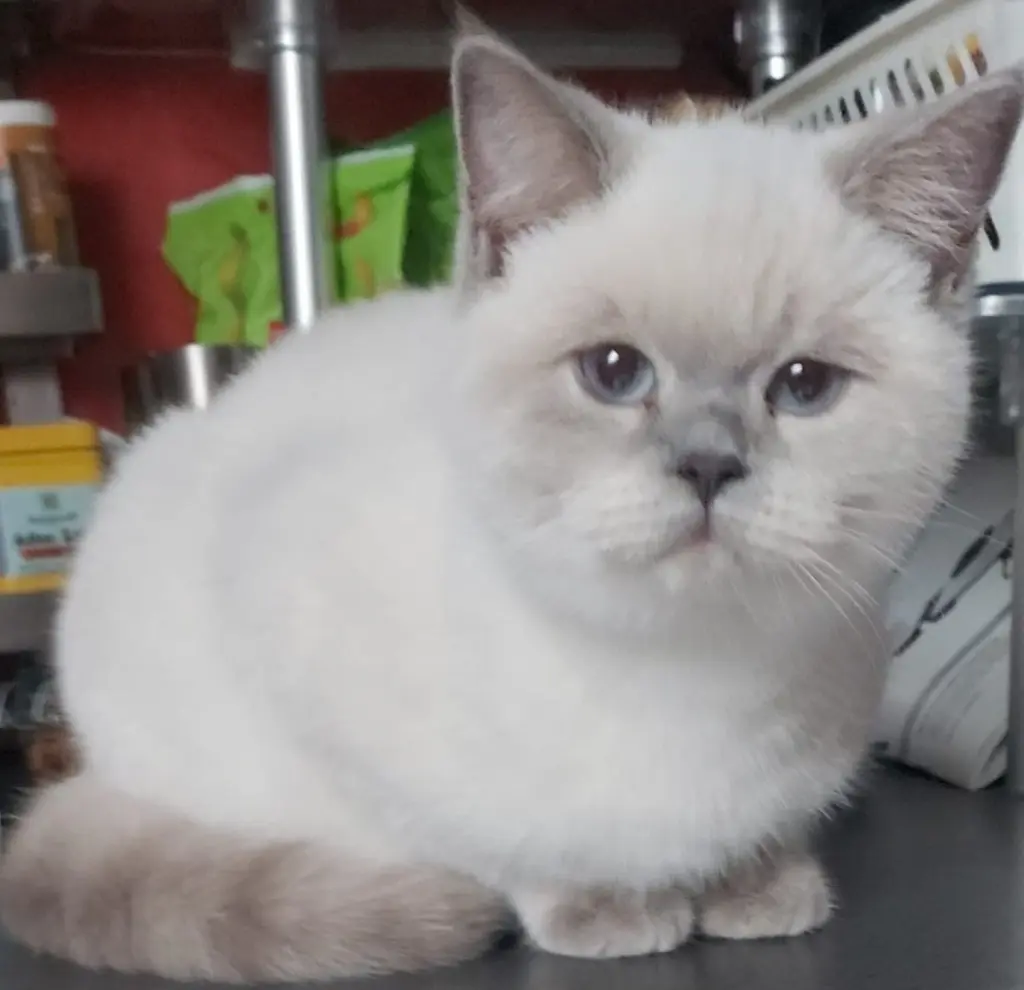 Condolence image of Eisbärchen