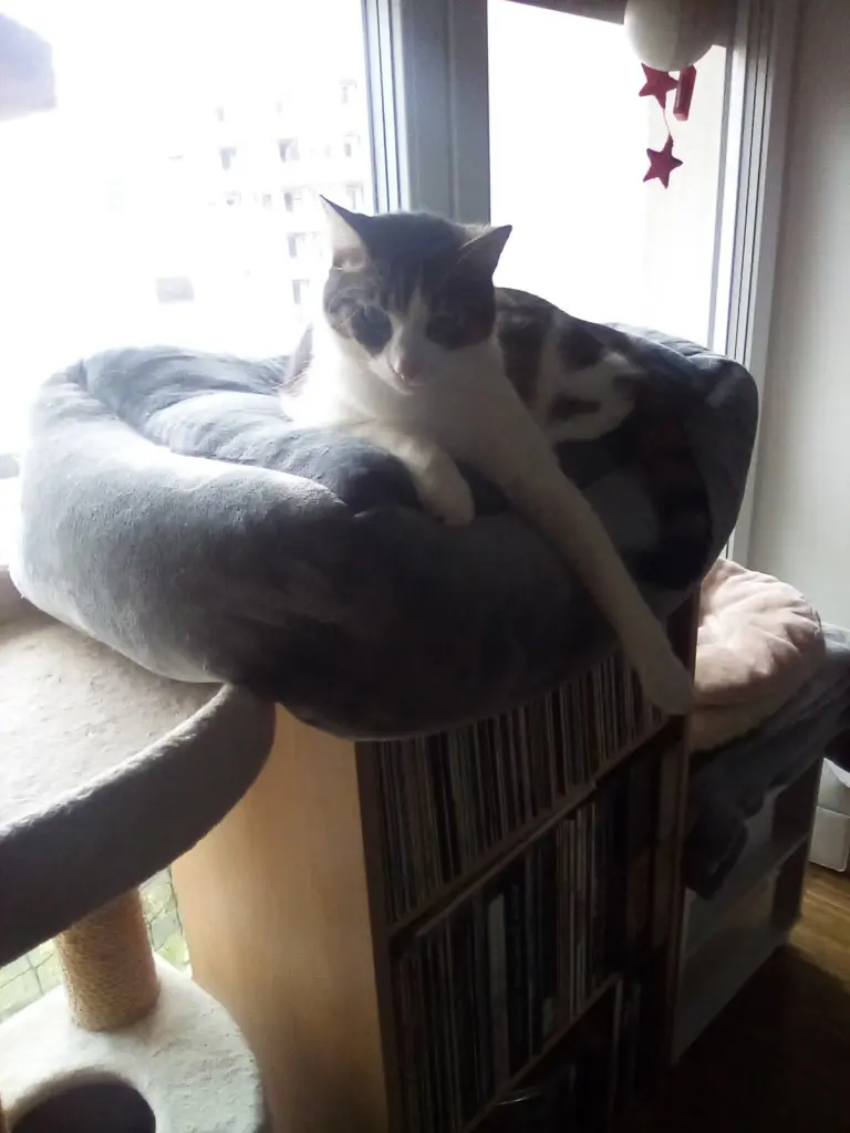 Condolence image of Beate mit Elvis im Herzen ❤