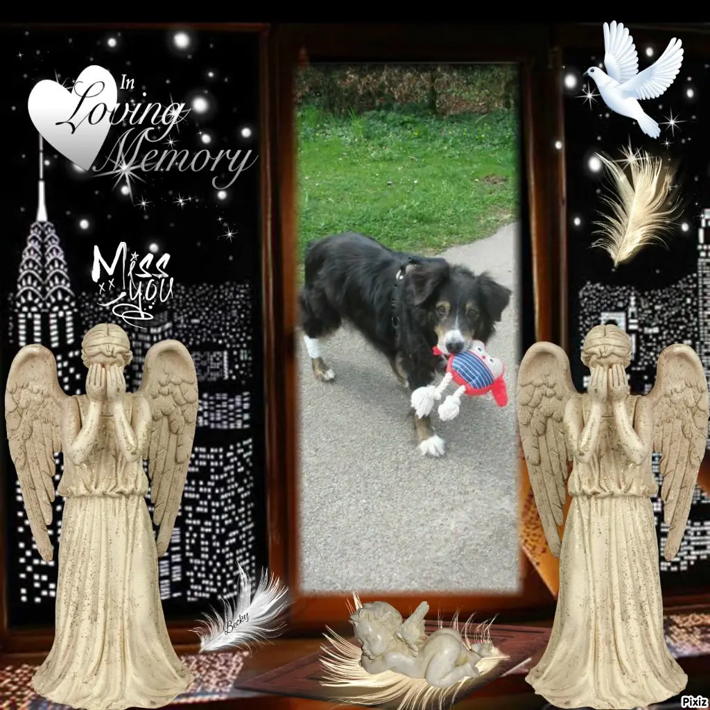 Condolence image of Tanja mit Timmy im Herzen 