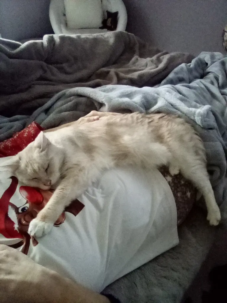 Condolence image of Beate mit Elvis im Herzen ❤