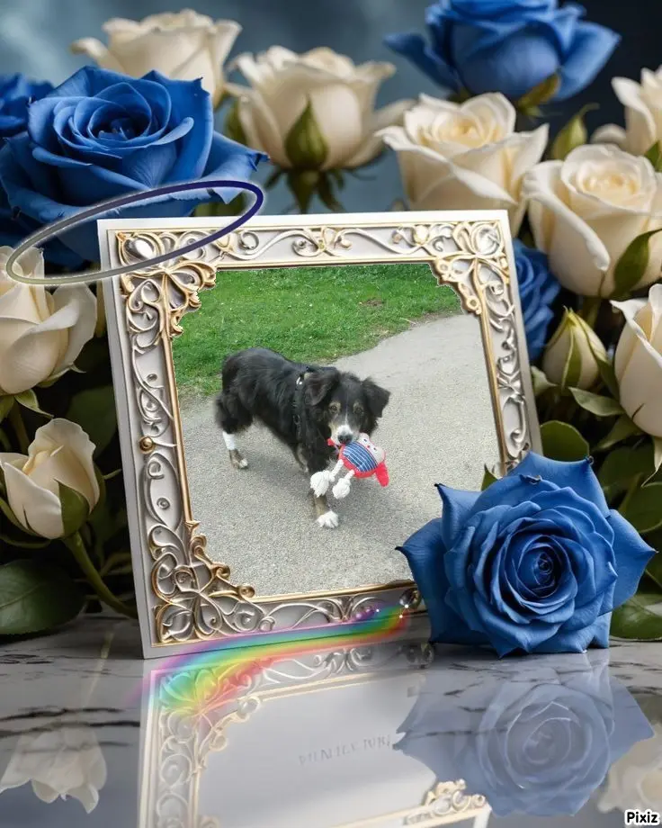 Condolence image of Tanja mit Timmy im Herzen 