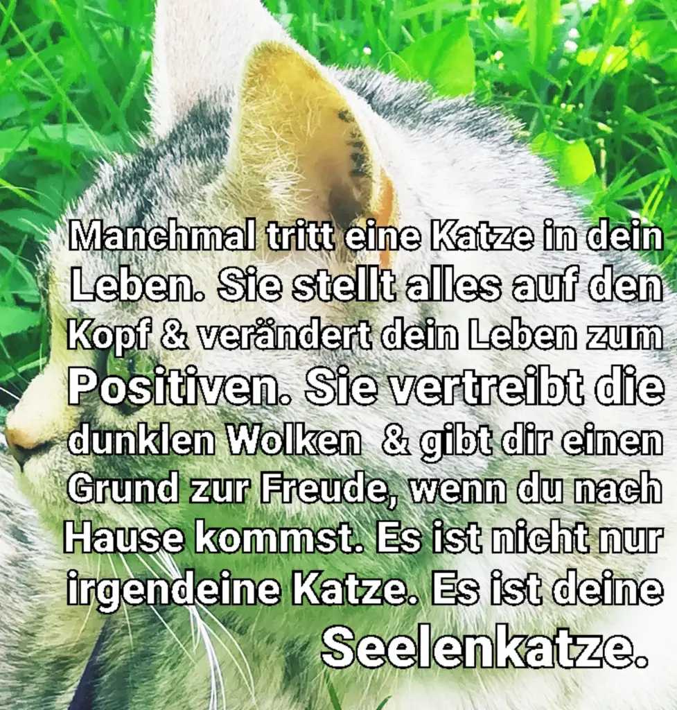 Condolence image of Silke mit Mia auf ewig ♥️