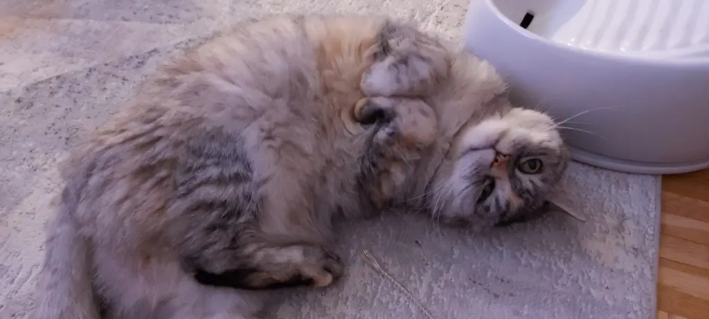 Condolence image of Silke mit Mia auf ewig ♥️