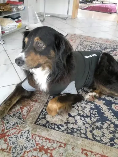 Condolence image of Fraule in Liebe