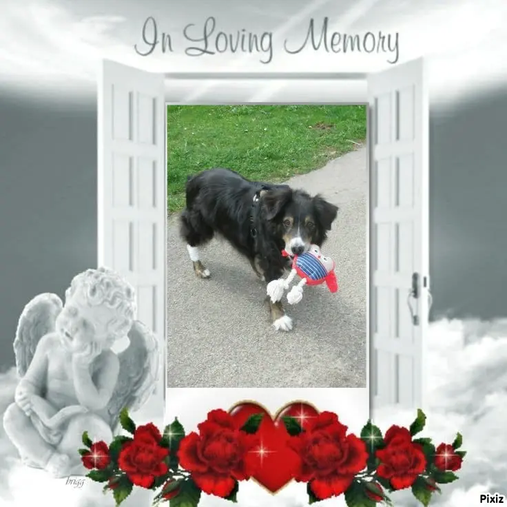 Condolence image of Tanja mit Timmy im Herzen 