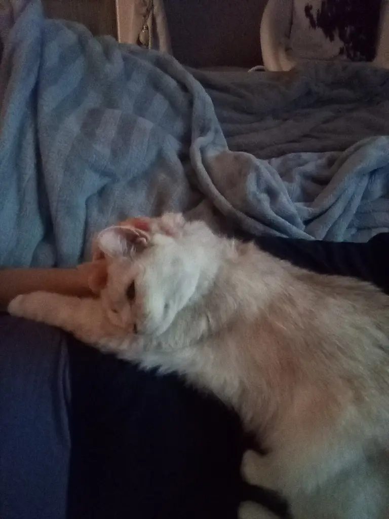 Condolence image of Beate mit Elvis im Herzen ❤