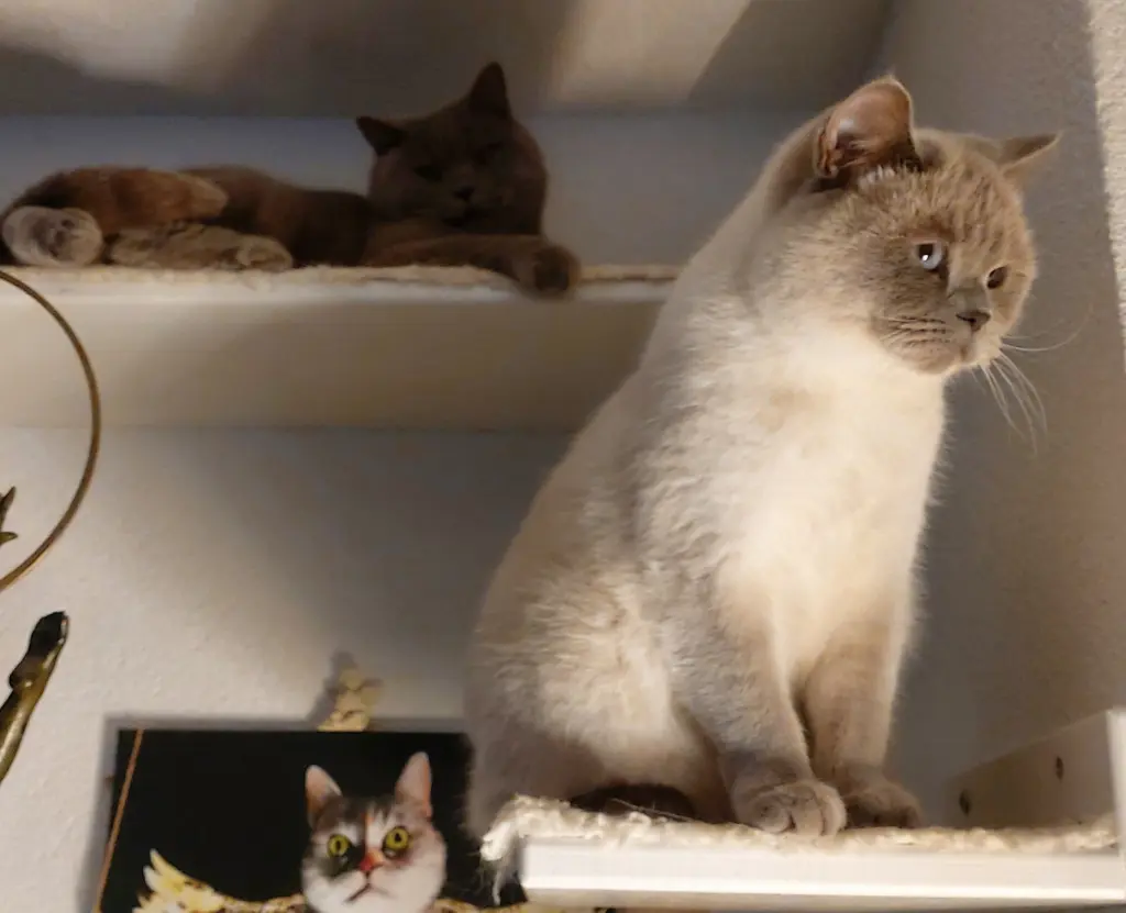 Condolence image of Liebes Bubele 