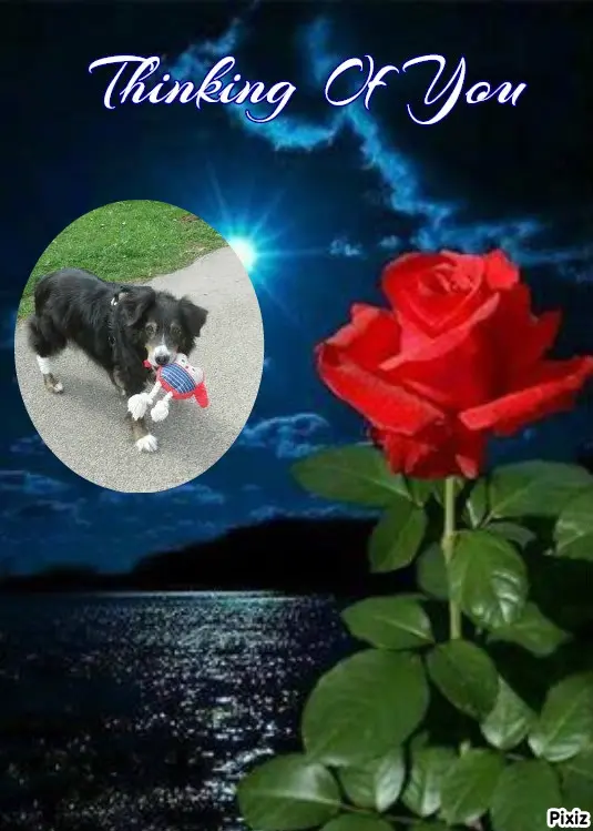 Condolence image of Tanja mit Timmy im Herzen 