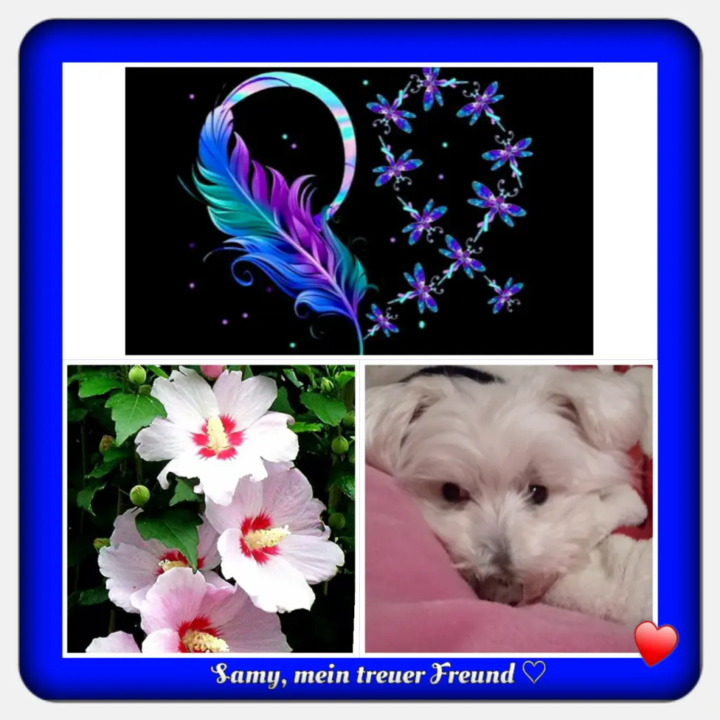 Condolence image of Martina mit Seelenhund Samy ♥️⭐♥️ für immer im Herzen 