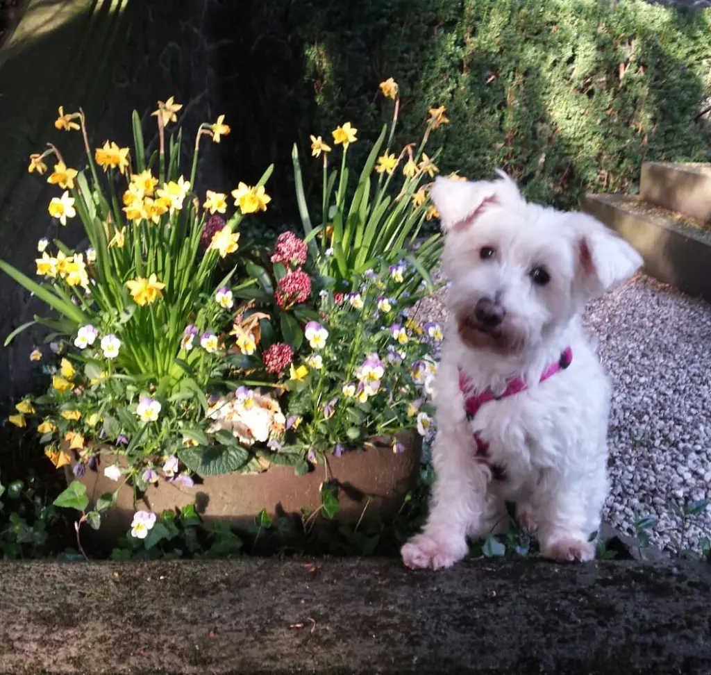 Condolence image of Martina mit Seelenhund Samy ♥️⭐♥️ für immer im Herzen 