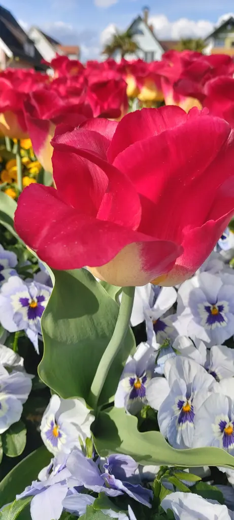 Condolence image of Mama Mia