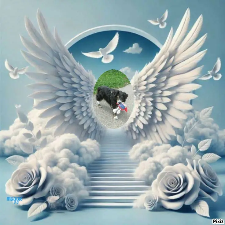 Condolence image of Tanja mit Timmy im Herzen