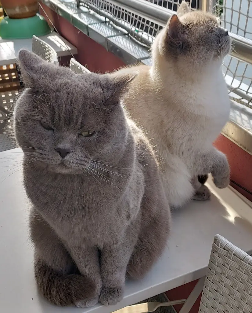 Condolence image of Danke♥️