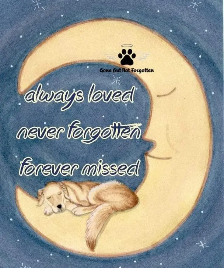 Condolence image of Entschuldigung