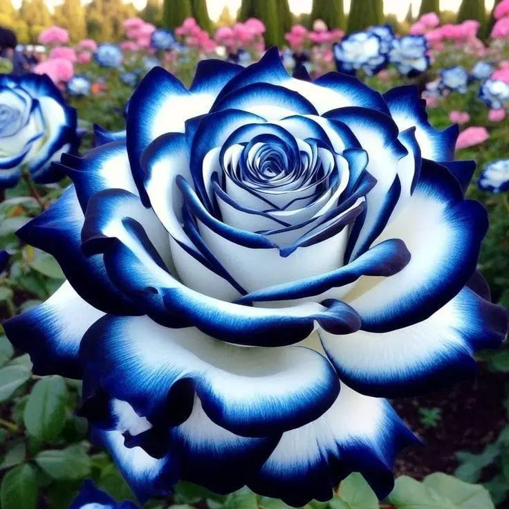 Condolence image of Ein lieber Gruß ♥️ aus Bonn 