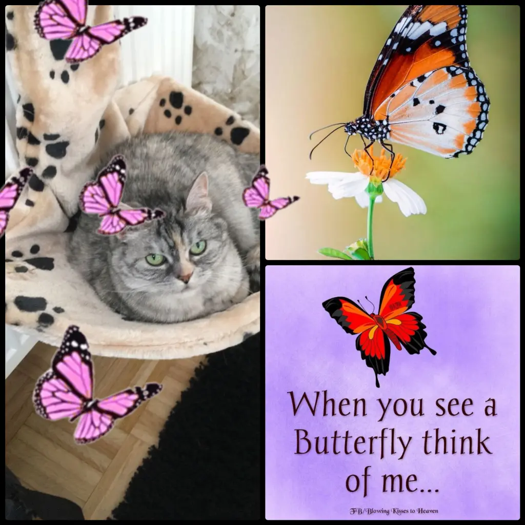 Condolence image of Zum 8.