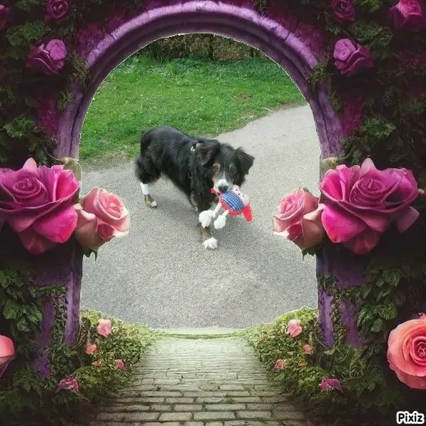 Condolence image of Tanja mit Timmy im Herzen