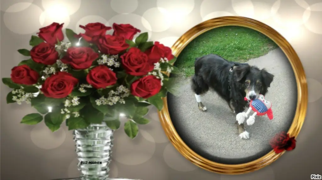 Condolence image of Tanja mit Timmy im ❤