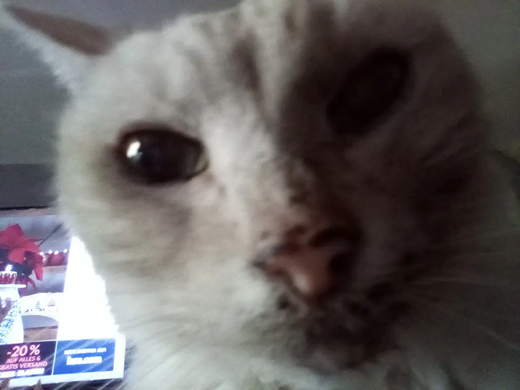 Condolence image of Beate mit Elvis im Herzen ❤