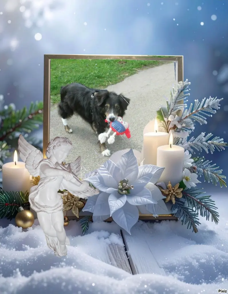 Condolence image of Tanja mit Timmy im 💘🐈🐾