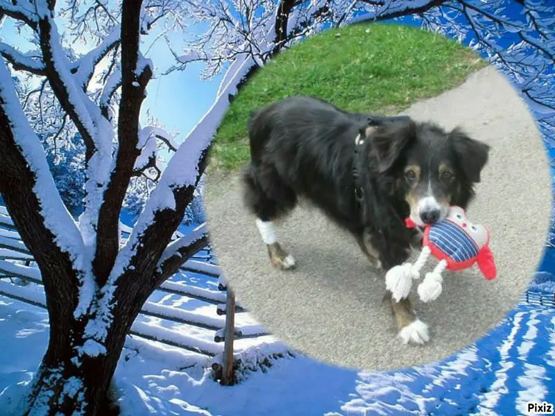 Condolence image of Tanja mit Timmy im 💘🐈🐾